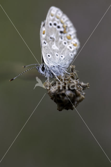 Common Blue (Polyommatus icarus)