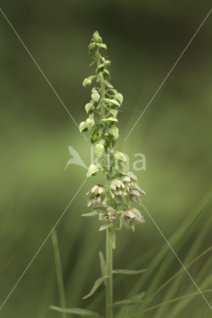 Broad-leaved Helleborine (Epipactis helleborine)