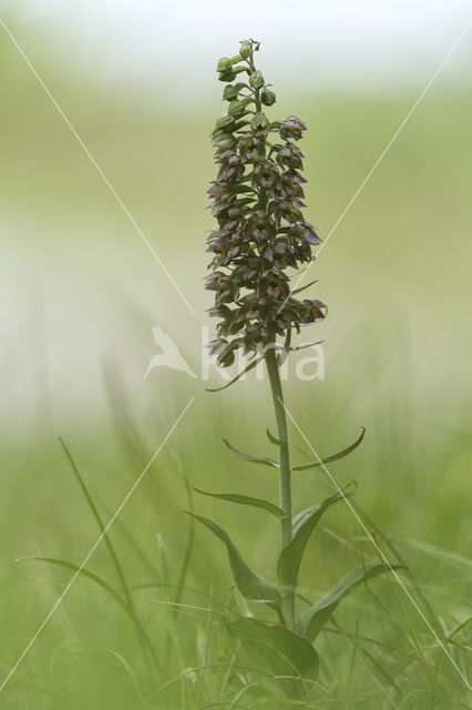 Broad-leaved Helleborine (Epipactis helleborine)