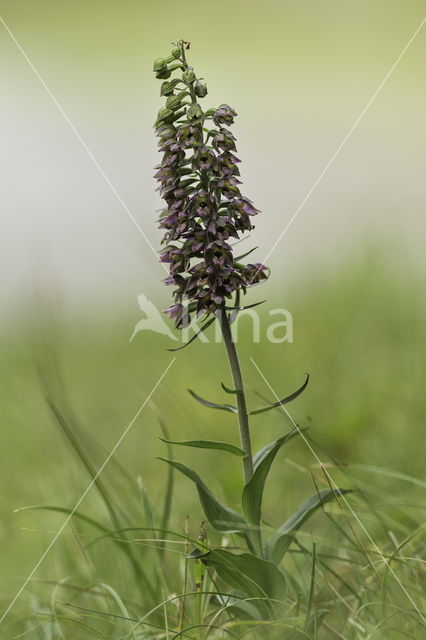 Broad-leaved Helleborine (Epipactis helleborine)