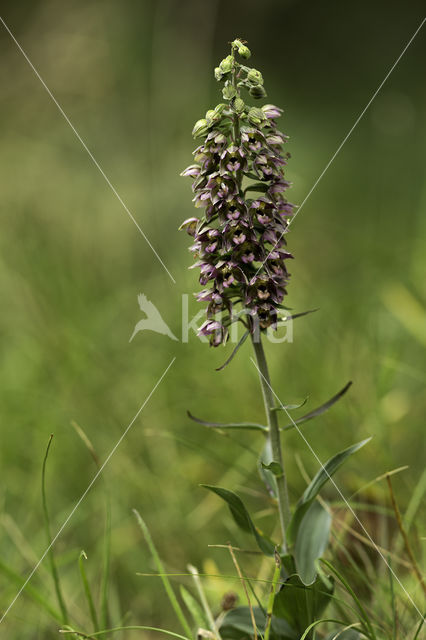 Broad-leaved Helleborine (Epipactis helleborine)