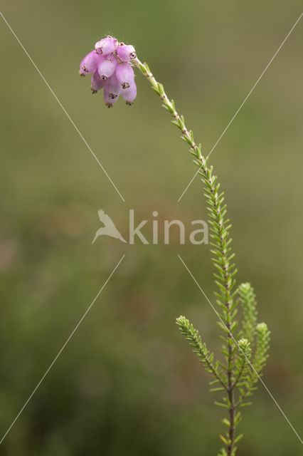 Cross-leaved Heather (Erica tetralix)