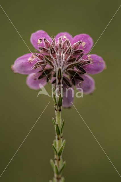 Cross-leaved Heather (Erica tetralix)