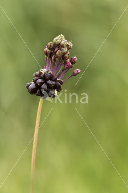 Wild Onion (Allium vineale)