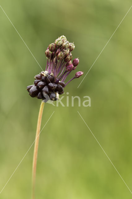 Kraailook (Allium vineale)