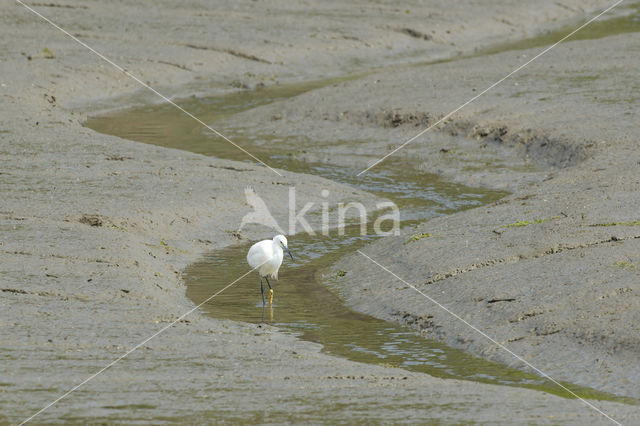 Kleine Zilverreiger (Egretta garzetta)