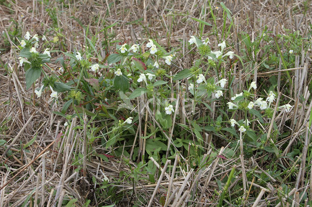 Bleekgele hennepnetel (Galeopsis segetum)