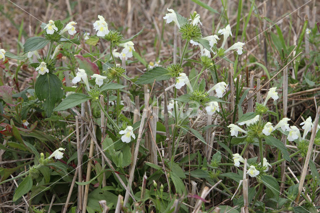 Bleekgele hennepnetel (Galeopsis segetum)