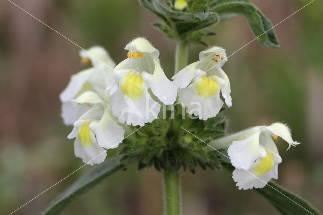 Downy Hemp-nettle (Galeopsis segetum)
