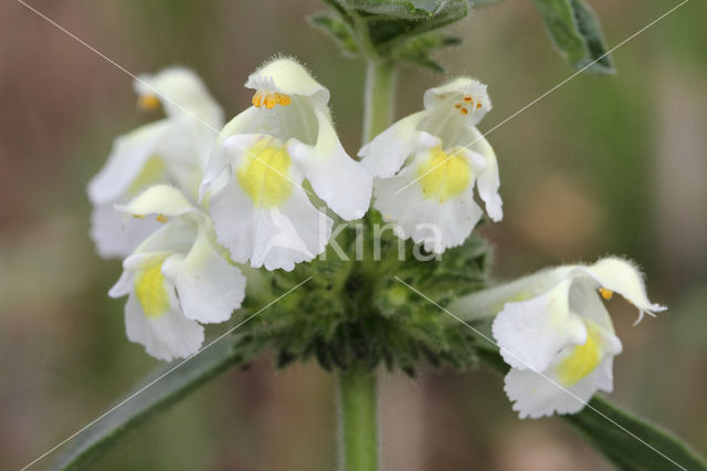 Bleekgele hennepnetel (Galeopsis segetum)