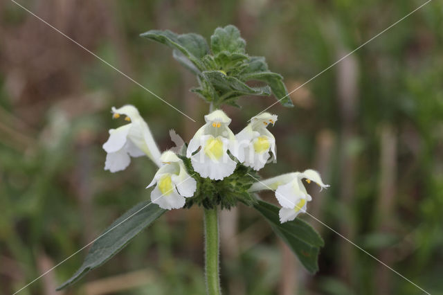 Bleekgele hennepnetel (Galeopsis segetum)