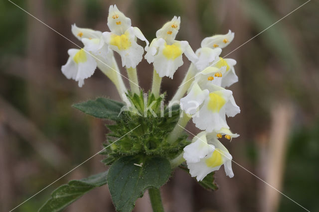 Bleekgele hennepnetel (Galeopsis segetum)