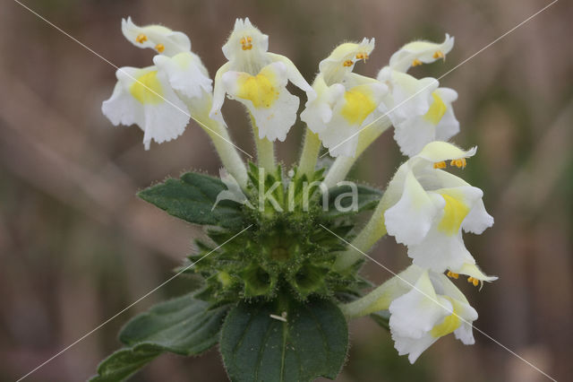 Bleekgele hennepnetel (Galeopsis segetum)