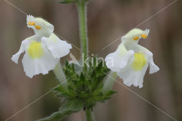 Bleekgele hennepnetel (Galeopsis segetum)