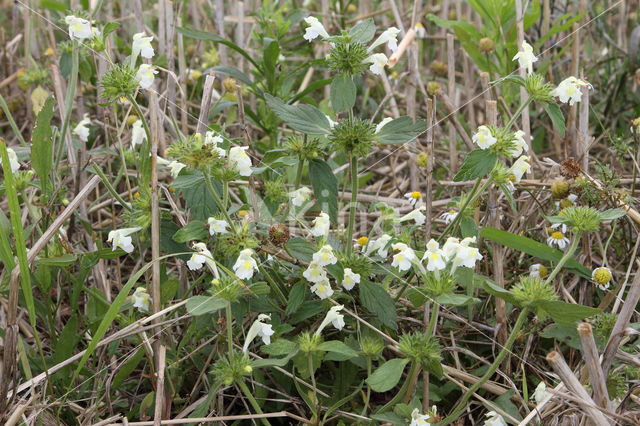 Bleekgele hennepnetel (Galeopsis segetum)