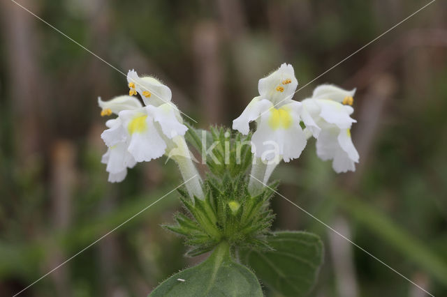 Bleekgele hennepnetel (Galeopsis segetum)