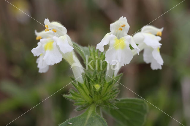 Bleekgele hennepnetel (Galeopsis segetum)