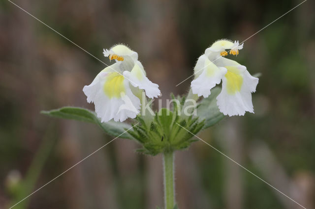 Bleekgele hennepnetel (Galeopsis segetum)