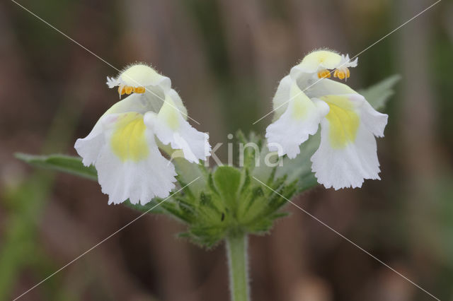 Bleekgele hennepnetel (Galeopsis segetum)