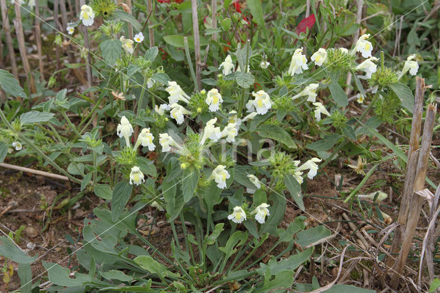 Bleekgele hennepnetel (Galeopsis segetum)