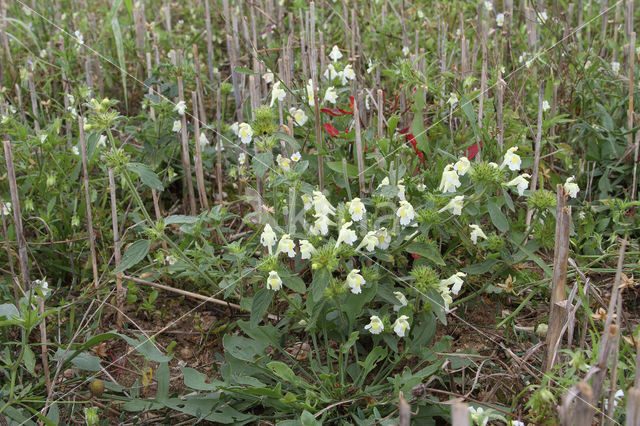 Bleekgele hennepnetel (Galeopsis segetum)