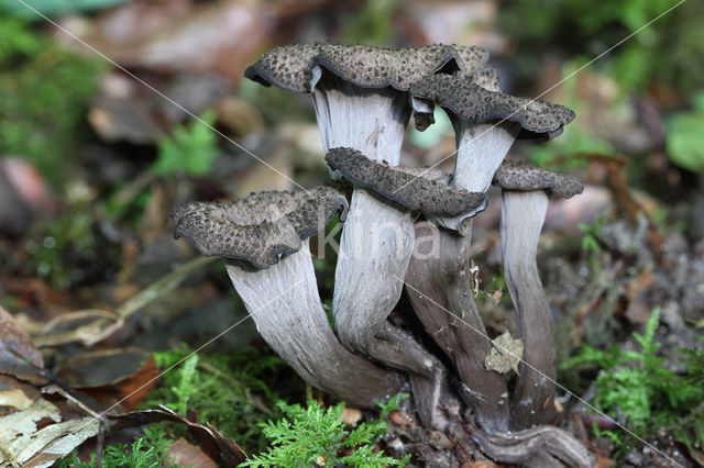 Black Trumpet (Craterellus cornucopioides)