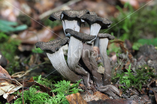 Black Trumpet (Craterellus cornucopioides)