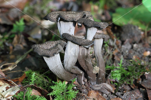 Black Trumpet (Craterellus cornucopioides)