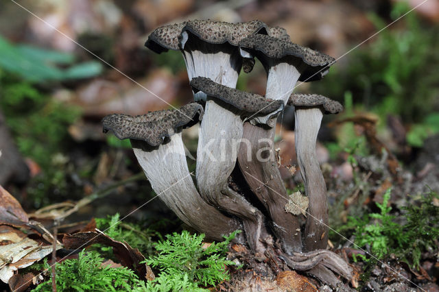 Black Trumpet (Craterellus cornucopioides)