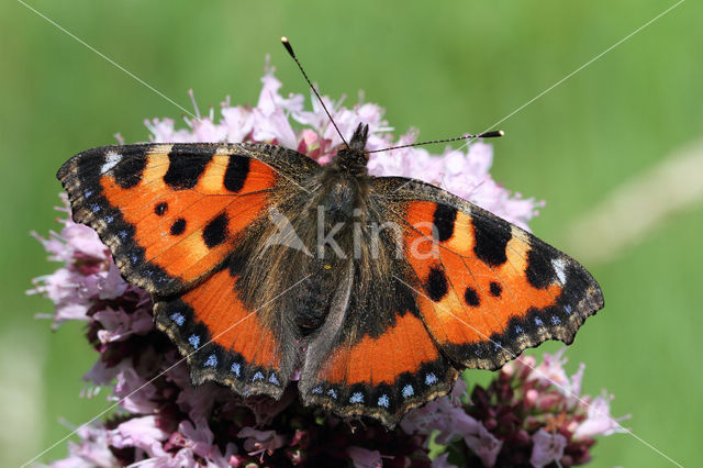 Kleine vos (Aglais urticae)