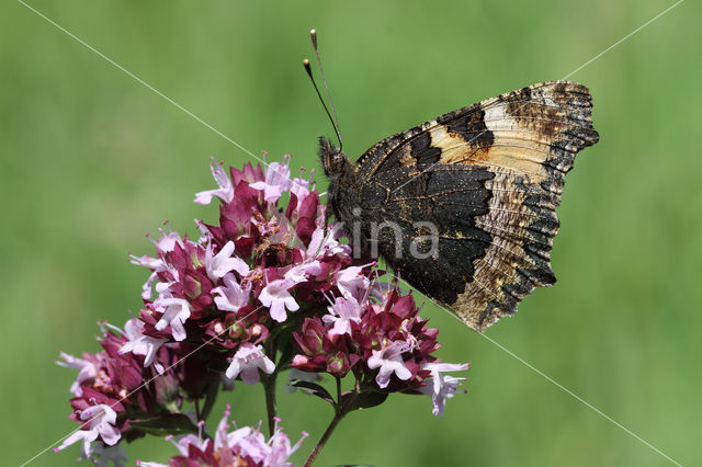 Kleine vos (Aglais urticae)