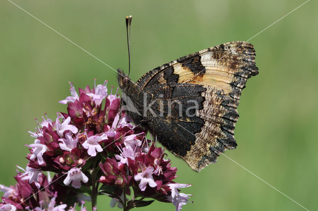 Kleine vos (Aglais urticae)