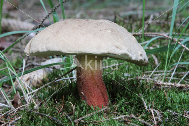 Pronksteelboleet (Boletus calopus)