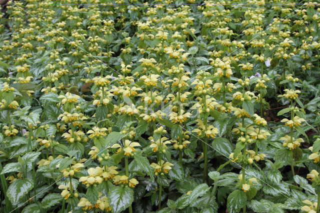 Yellow Archangel (Lamiastrum galeobdolon cv. 'Florentinum')