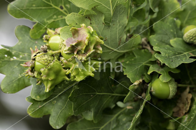 Knoppergal (Andricus quercuscallicis)