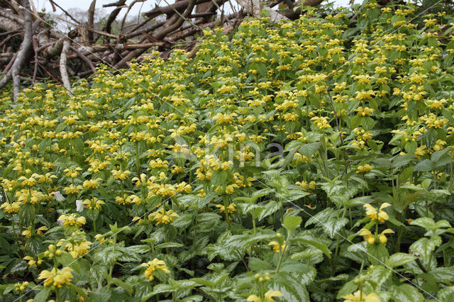 Yellow Archangel (Lamiastrum galeobdolon cv. 'Florentinum')