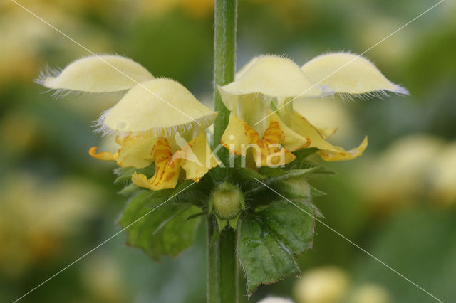 Yellow Archangel (Lamiastrum galeobdolon cv. 'Florentinum')