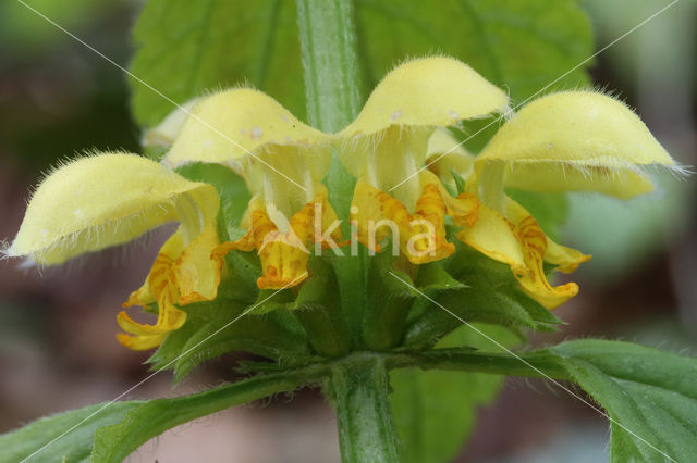 Yellow Archangel (Lamiastrum galeobdolon cv. 'Florentinum')