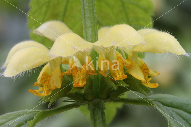 Yellow Archangel (Lamiastrum galeobdolon cv. 'Florentinum')