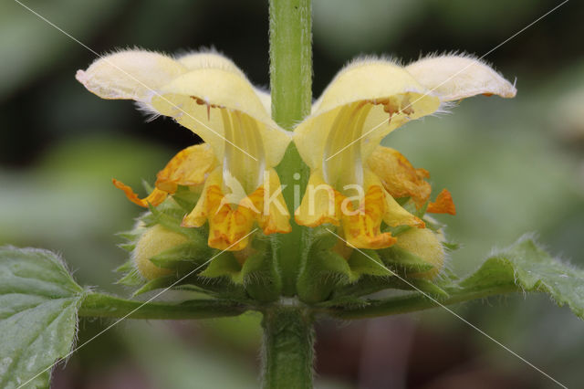 Yellow Archangel (Lamiastrum galeobdolon cv. 'Florentinum')