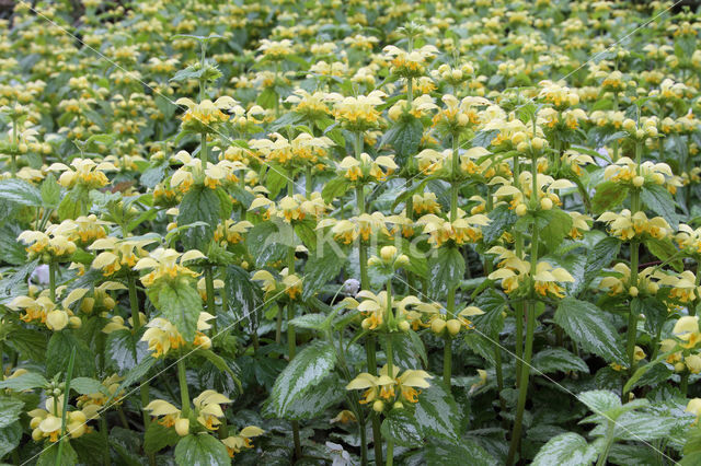 Yellow Archangel (Lamiastrum galeobdolon cv. 'Florentinum')