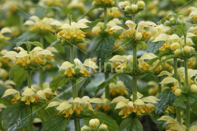 Yellow Archangel (Lamiastrum galeobdolon cv. 'Florentinum')