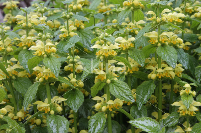 Yellow Archangel (Lamiastrum galeobdolon cv. 'Florentinum')