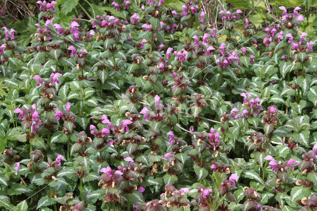 Lamium maculatum cv. 'Variegatum'
