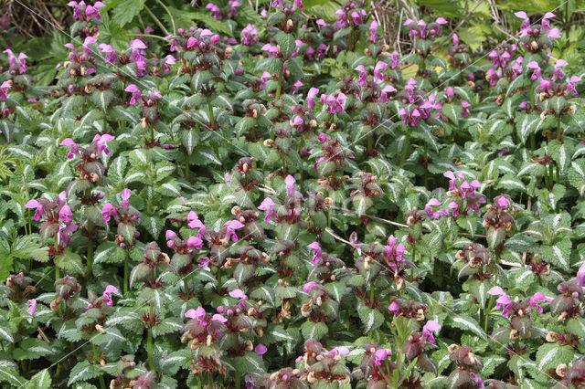 Gestreepte dovenetel (Lamium maculatum cv. 'Variegatum')