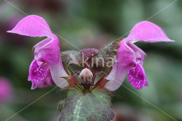 Lamium maculatum cv. 'Variegatum'