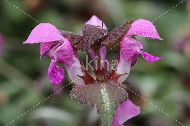 Lamium maculatum cv. 'Variegatum'