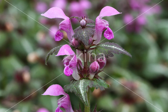 Gestreepte dovenetel (Lamium maculatum cv. 'Variegatum')