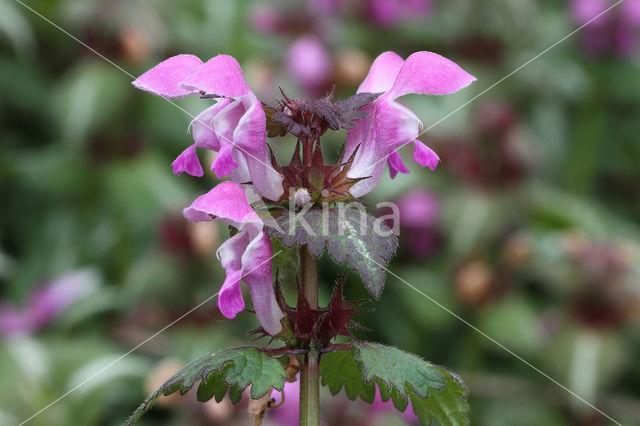 Gestreepte dovenetel (Lamium maculatum cv. 'Variegatum')