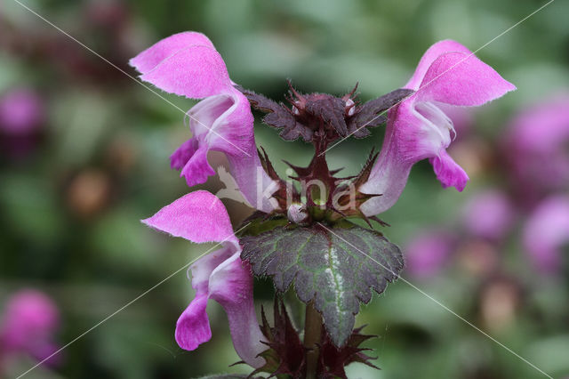 Lamium maculatum cv. 'Variegatum'